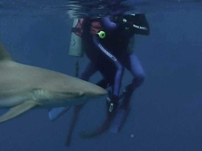 "Open Water" tells the harrowing tale of a couple fighting to stay alive after their boat leaves them behind in the middle of the ocean.