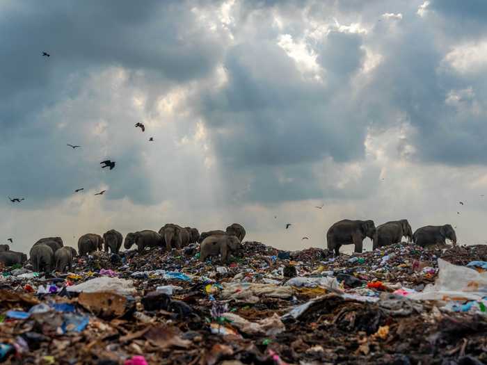 The garbage-eating elephants