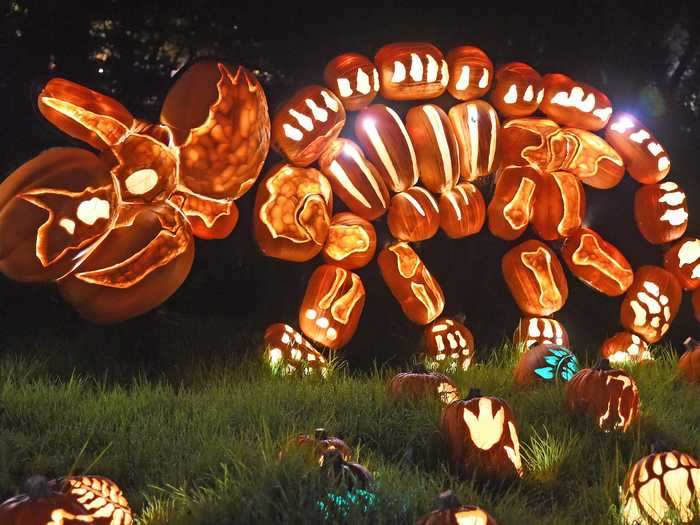 A dinosaur skeleton carving is made out of dozens of full-size pumpkins.