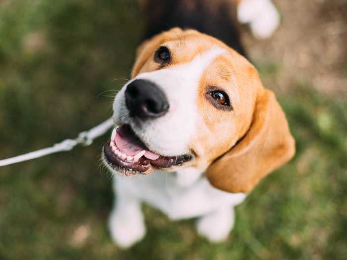 Wearing sunglasses or hats can stress out your dog.