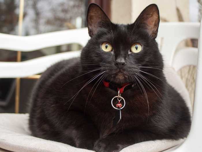 Plymouth colony settlers brought medieval superstitions surrounding black cats to America.