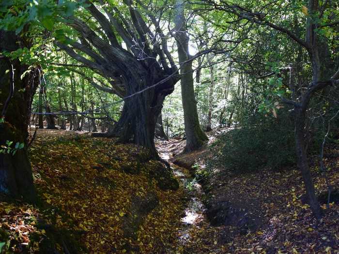 Epping Forest, England, is rumored to be haunted by murder victims and even deceased soldiers.