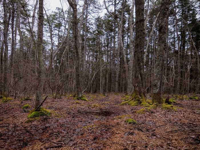 Pine Barrens, New Jersey, is said to be the home of the infamous "Jersey Devil."