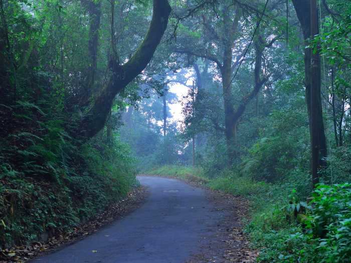 Dow Hill Forest, India, also has a super spooky reputation.