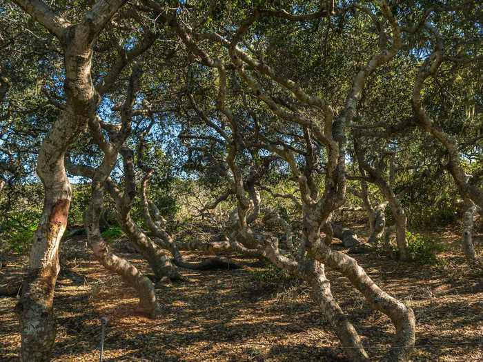 Visitors have reported paranormal occurrences at Elfin Forest in Escondido, California.