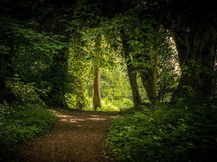 Wychwood Forest in Oxfordshire, England, has been the site of multiple ghost sightings.