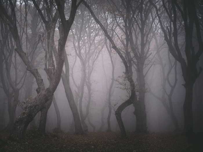 Hoia Baciu Forest in Romania has a spooky clearing where nothing has ever grown.