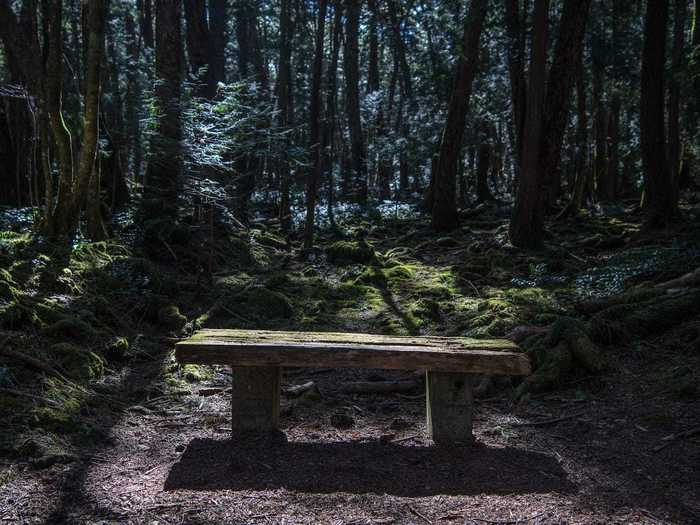 Aokigahara Forest in Japan is more commonly known as the "Suicide Forest."