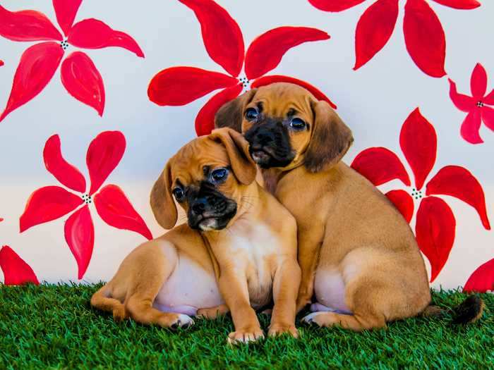 "Puggles" are, to use another new word, "adorbs."