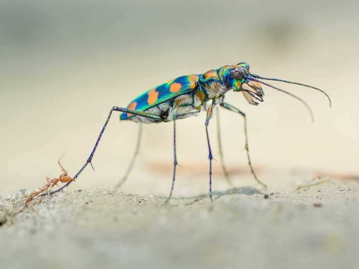 The scene shown below, however, does not show any symbiosis whatsoever: A beetle is trying to rid itself of a weaver ant that had bit into its leg.