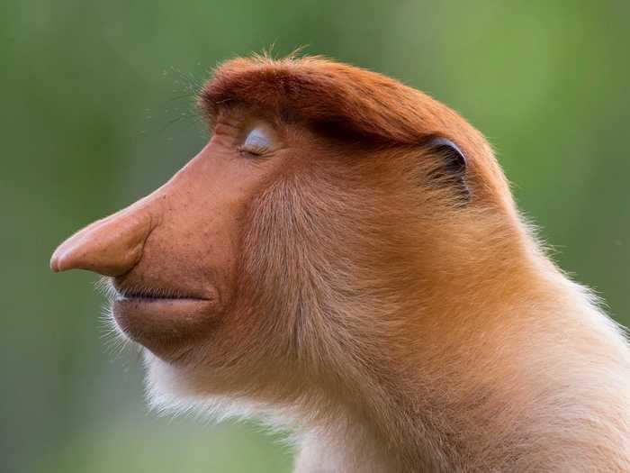 The proboscis monkey is also endangered, though this male