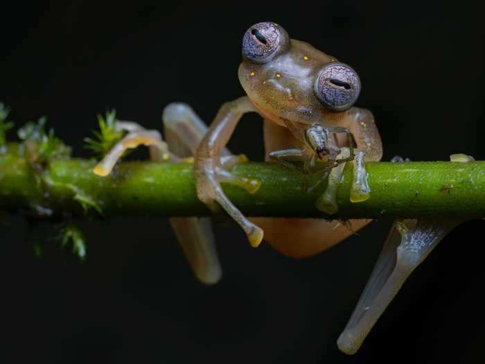 Polar bears are considered a vulnerable species, but this Manduriacu glass frog is critically endangered.