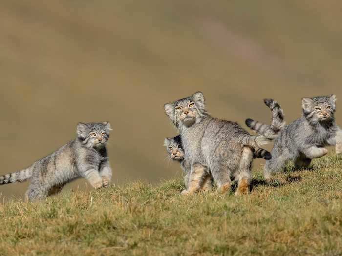 A great photo requires preparation. Photographer Shanyuan Li spent six years observing Pallas