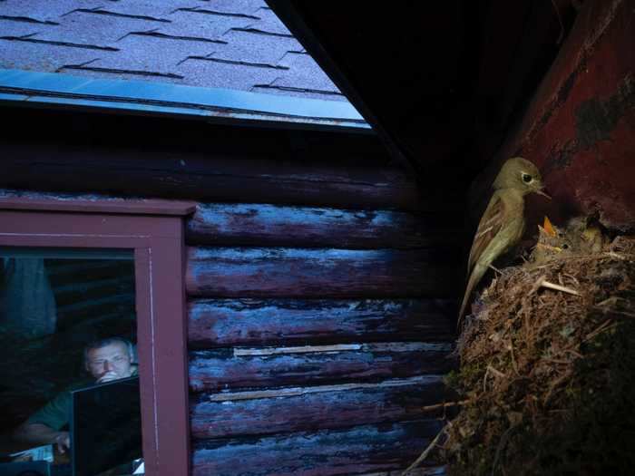 To get his desired light, photographer Alex Badyaev set up his camera in a tree, hidden behind a piece of bark, then angled its flash to bounce off the trunk and cast light on this nest without bothering the birds.