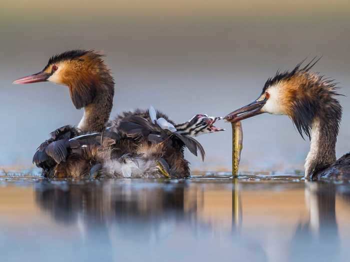 These great crested grebes work together to feed their chicks.