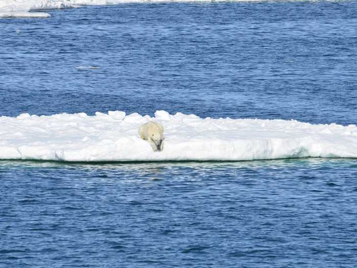 Melting sea ice affects Arctic animals like polar bears. A 2018 study found that polar bears in the region have been losing weight during late spring and early summer, when they should be packing on pounds to prepare for winter.