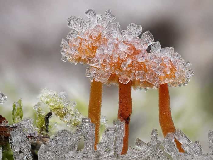 Plants & Fungi Category Finalist: "Little Winter Wonderland" by Alexander Mett
