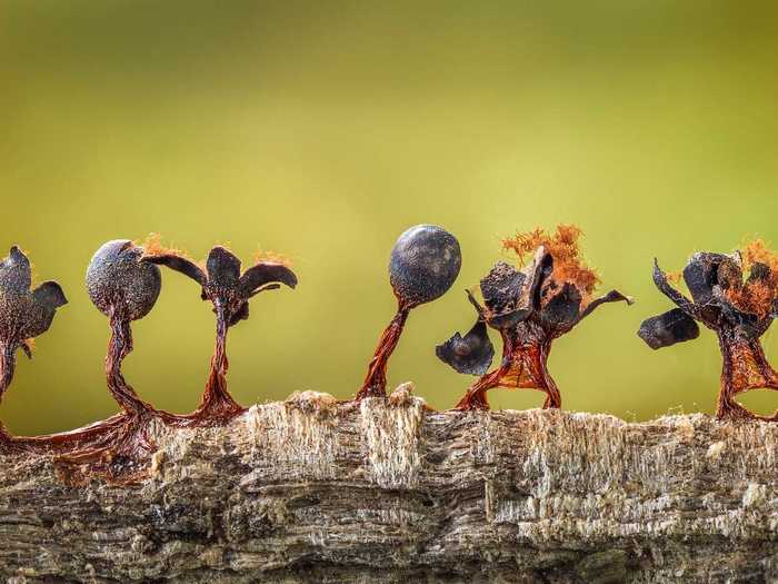 Second Place Plants & Fungi Category: "Slime Moulds on Parade" by Barry Webb