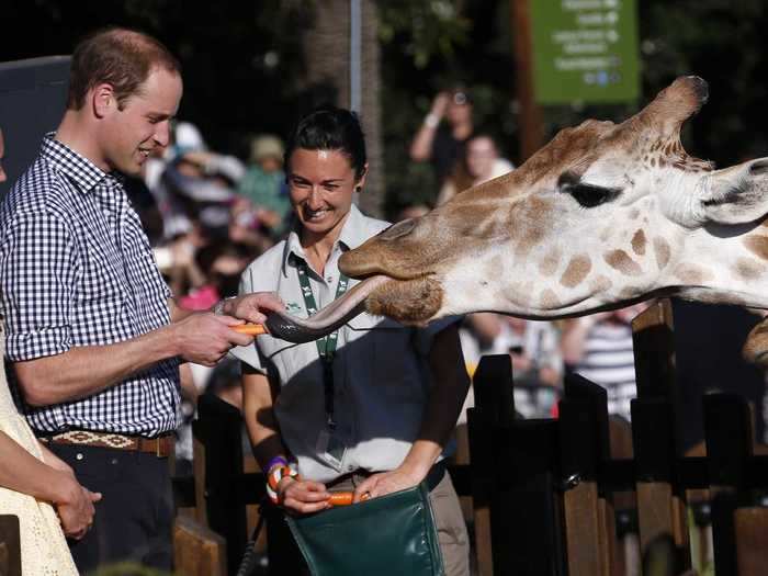 William also enjoys the zoo. He put royal etiquette on the back-burner and fed a giraffe at Sydney