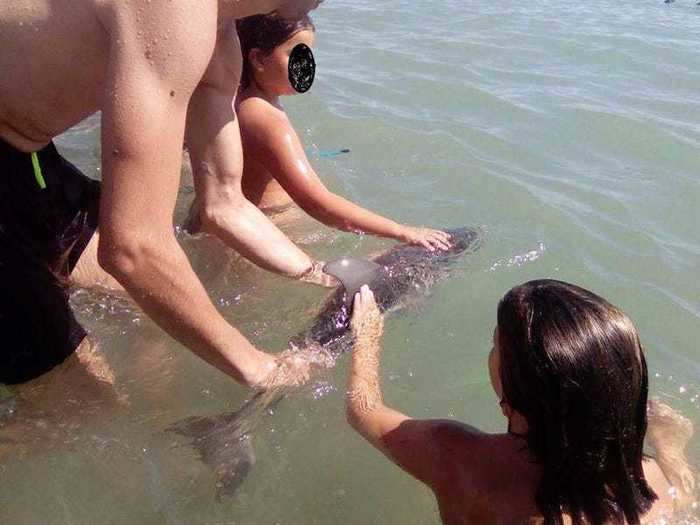 Tourists killed a baby dolphin in Spain while trying to take a selfie with it.