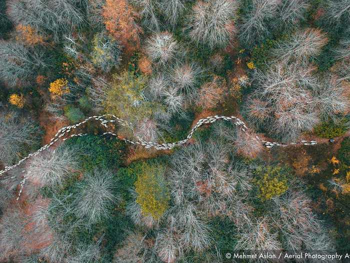 Sheep make their way through a forest path in Mehmet Aslan