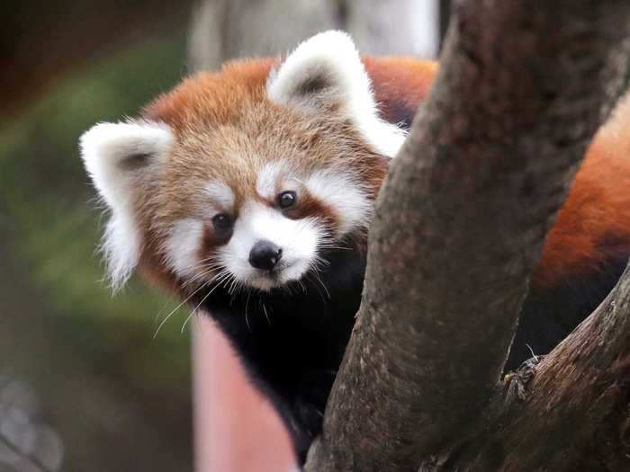 Rusty the red panda escaped from the Smithsonian National Zoo in Washington, DC.