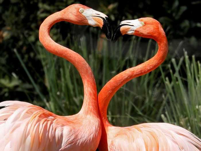 A flamingo that escaped a Wichita, Kansas, zoo was spotted eight years later living in the Gulf of Mexico 670 miles away.