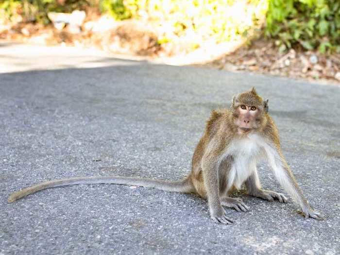 After eluding wildlife officials for three years, a monkey was finally caught in St. Petersburg, Florida.