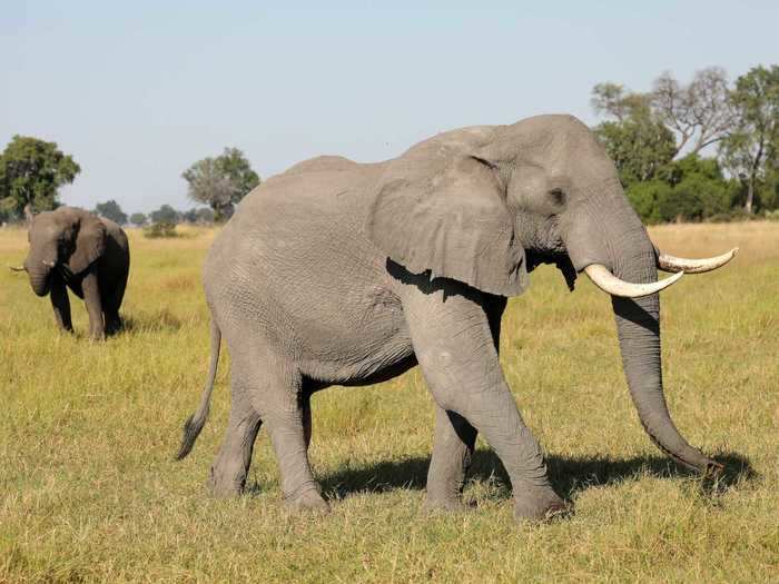 An elephant was found wandering in Westtown, New York, about 70 miles from New York City.