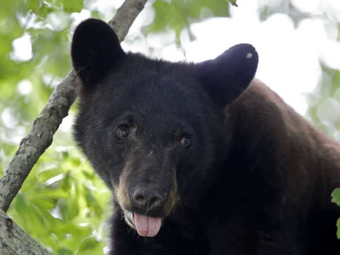 A black bear was removed from a tree along the New Jersey Turnpike.