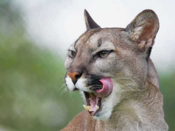 A mountain lion tried to enter a casino in Reno, Nevada.