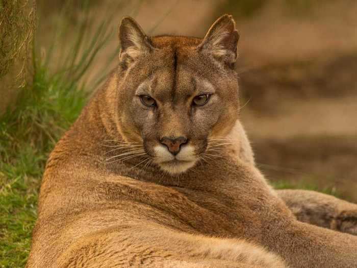 A mountain lion was seen roaming in Des Moines, Iowa.