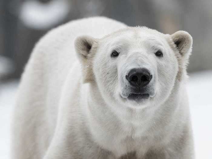 A polar bear ended up lost in the suburbs of Siberia, Russia, over 300 miles from home.