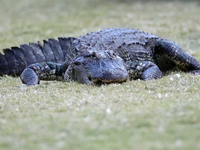 An alligator climbed up to the second floor of an apartment complex in Naples, Florida.