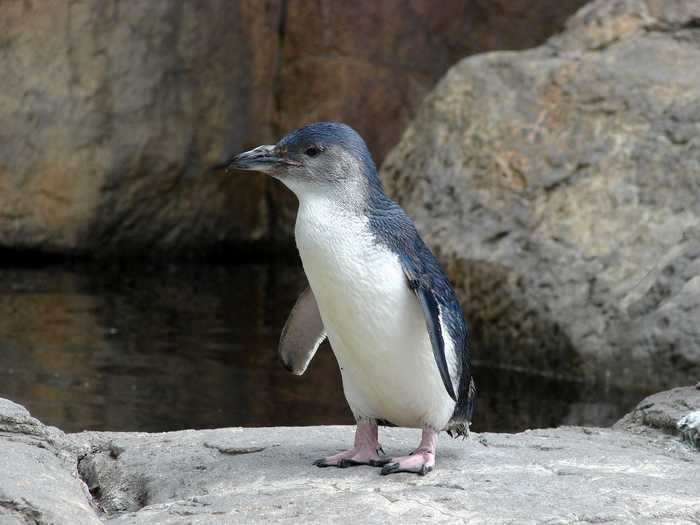 Little blue penguins kept returning to a sushi shop in Wellington, New Zealand.