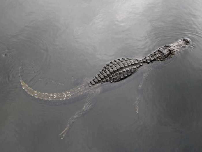 An alligator was spotted in Chicago