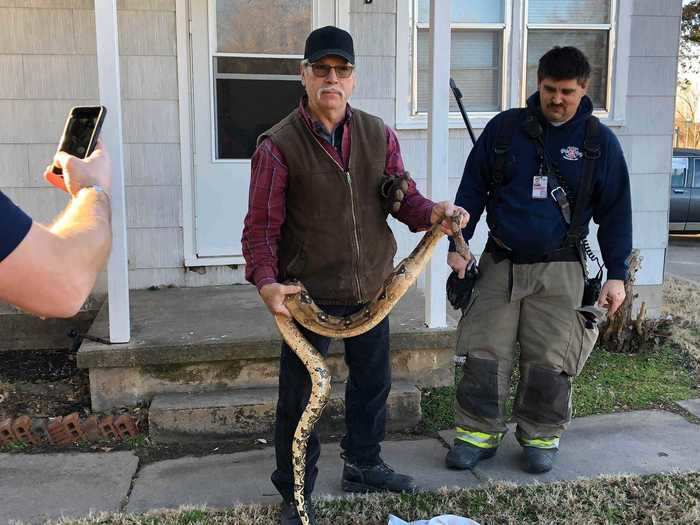 A Kansas family found a 6-foot boa constrictor inside their living room couch.