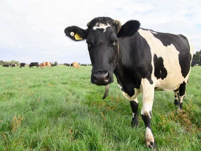 A herd of cows escaped from a dairy farm in Victoria, Australia, and one of them ended up on a neighbor