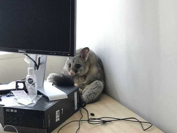 A possum broke into an Australian professor