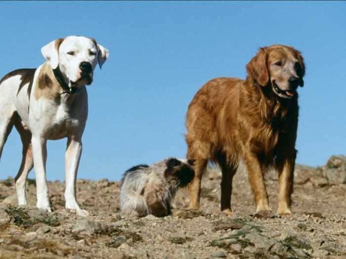 "Homeward Bound: The Incredible Journey" (1993) is a love letter to childhood pets.