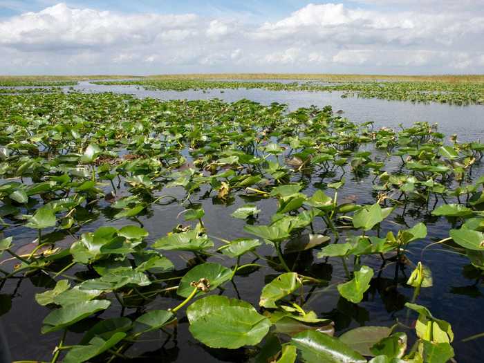 The Everglades in Florida were full of Native American communities.