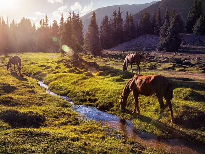 Berikova said that horse meat is popular because it is believed to be the cleanest meat, since horses don