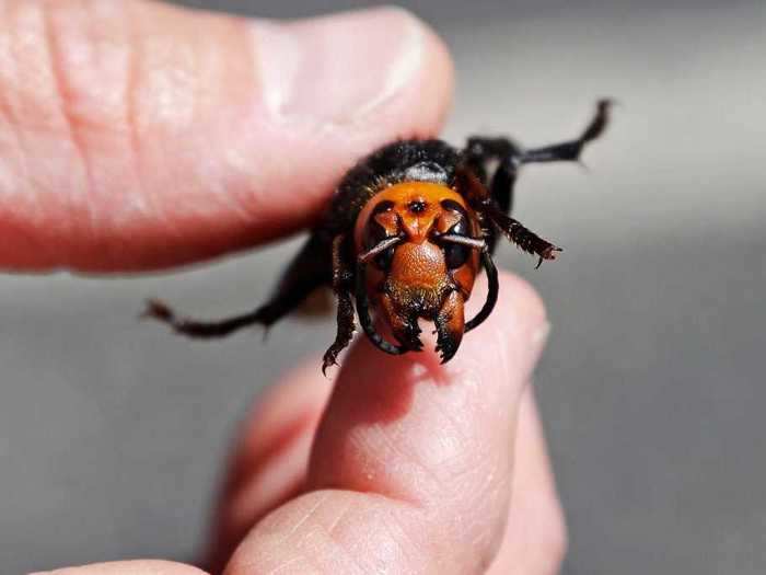 "Murder hornets" were spotted in the US, and a nest was found in Washington state in October.