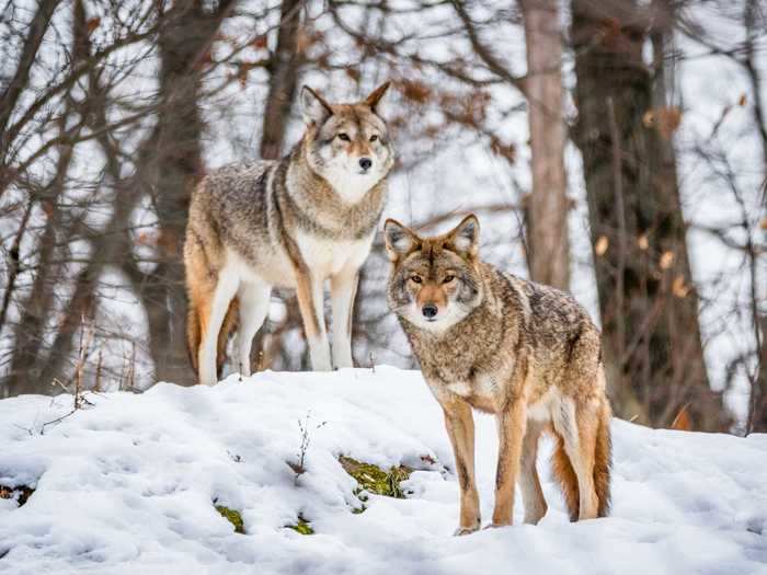 "Wolves" by Subhash Panikar