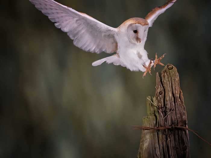 "The barn owl has landed" by Phil Robson