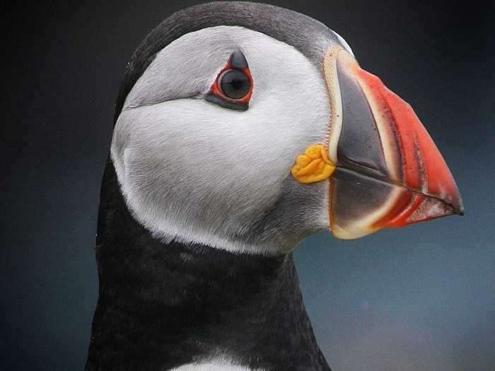 "Puffin Close Up" by Heather Bulley