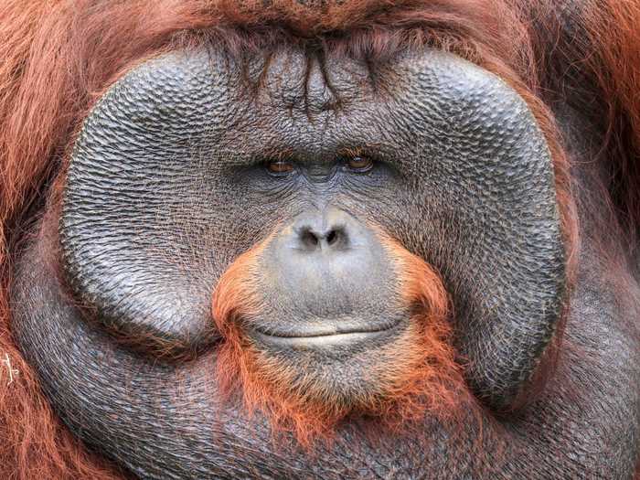 "Orangutan" by Ading Kuswara