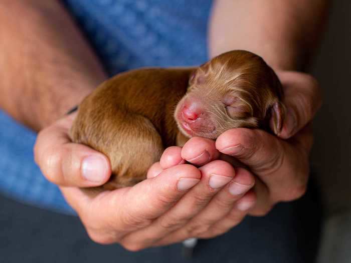 "Newborn labradoodle puppy" by Silvija Collins