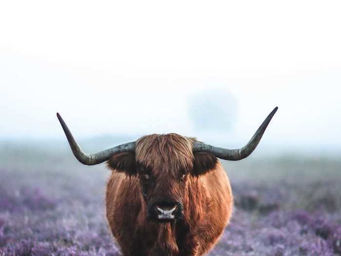 "Misty heather field in full bloom" by Glenn Blanker