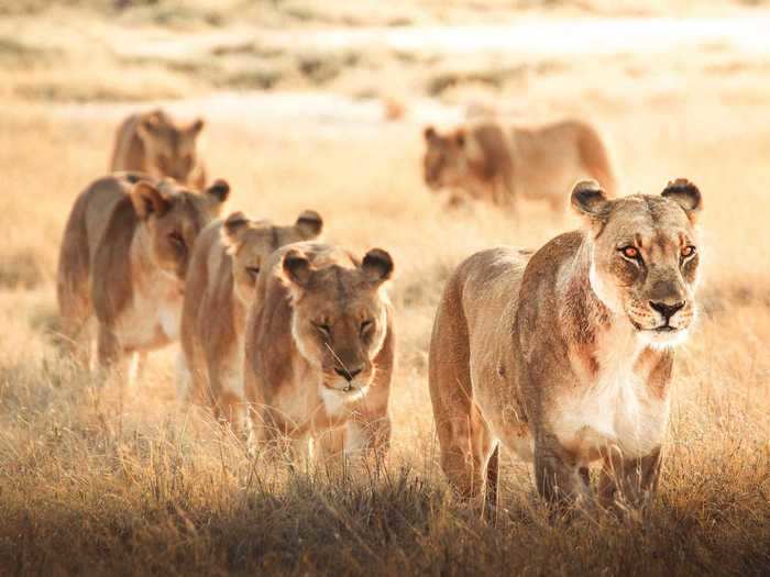 "Lioness Pride" by Ilaria Ronchi